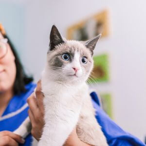 a vet hold cat