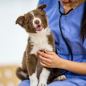 vet checking a dog