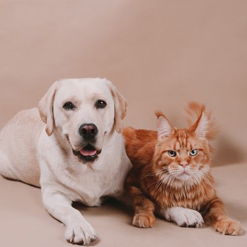 A dog and a cat peacefully sitting together